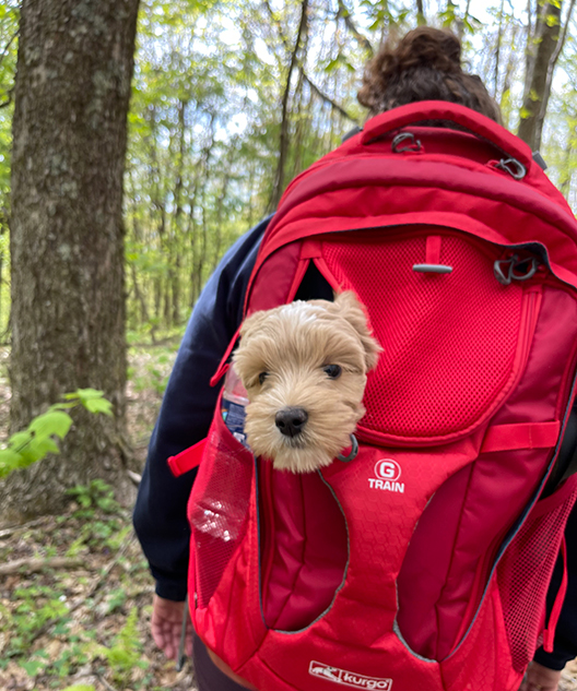 hike-1 Hiking