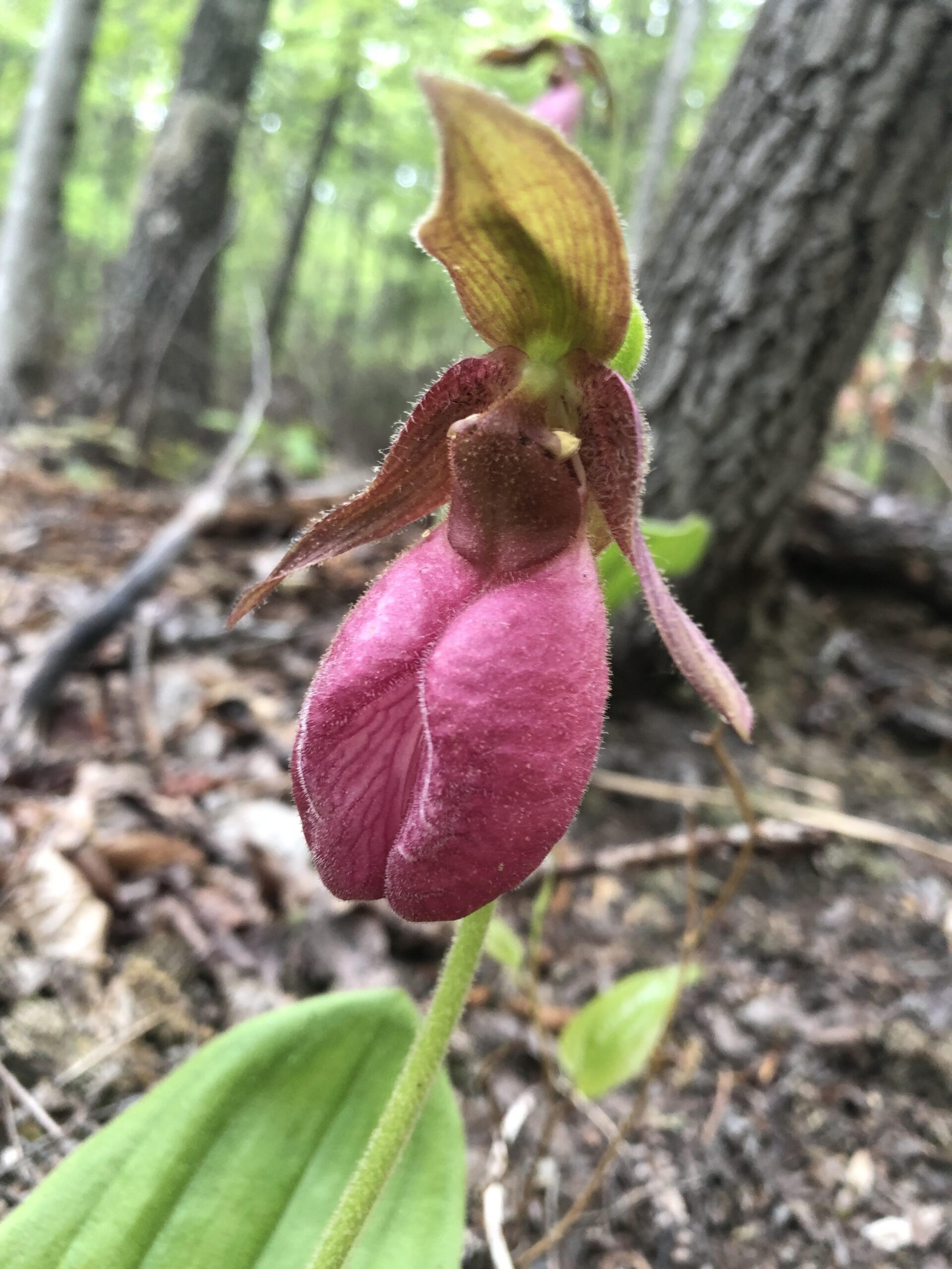 Photo of a lady slipper on the Red Fox Trail