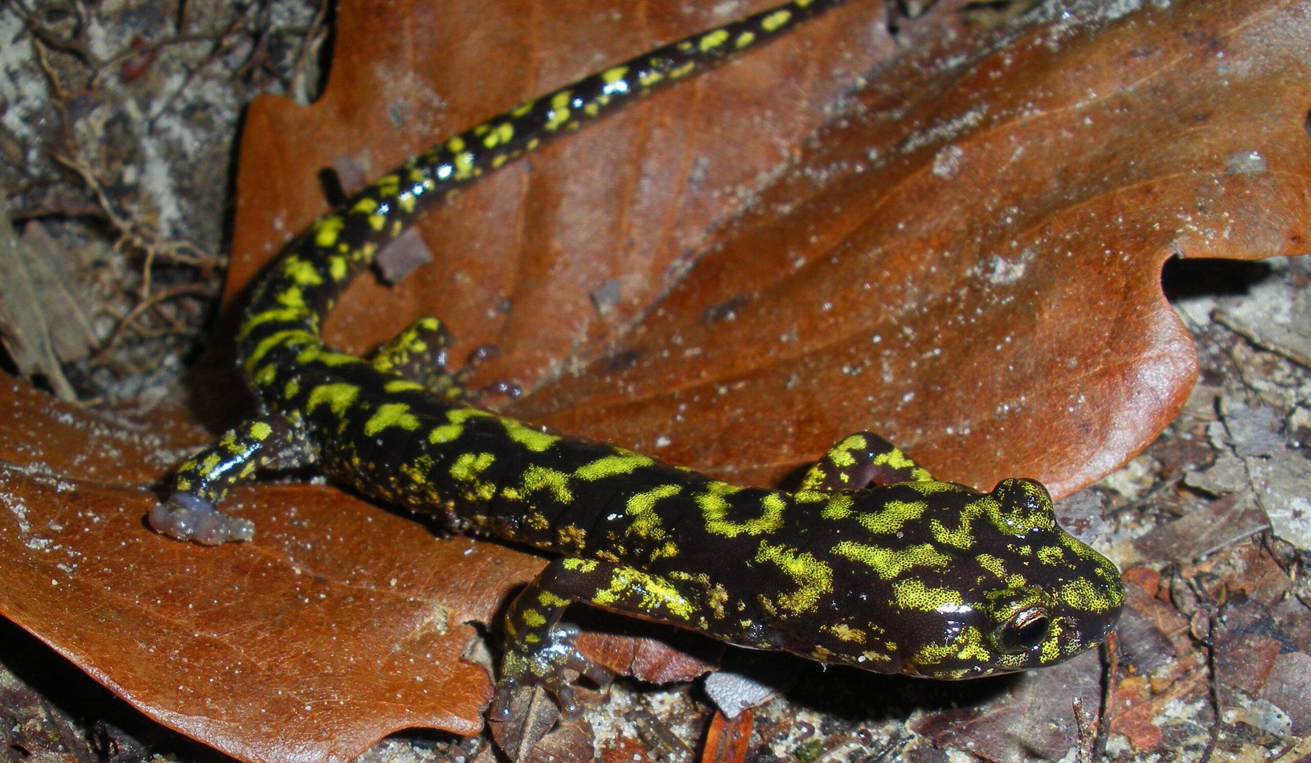 Green Salamander Photo