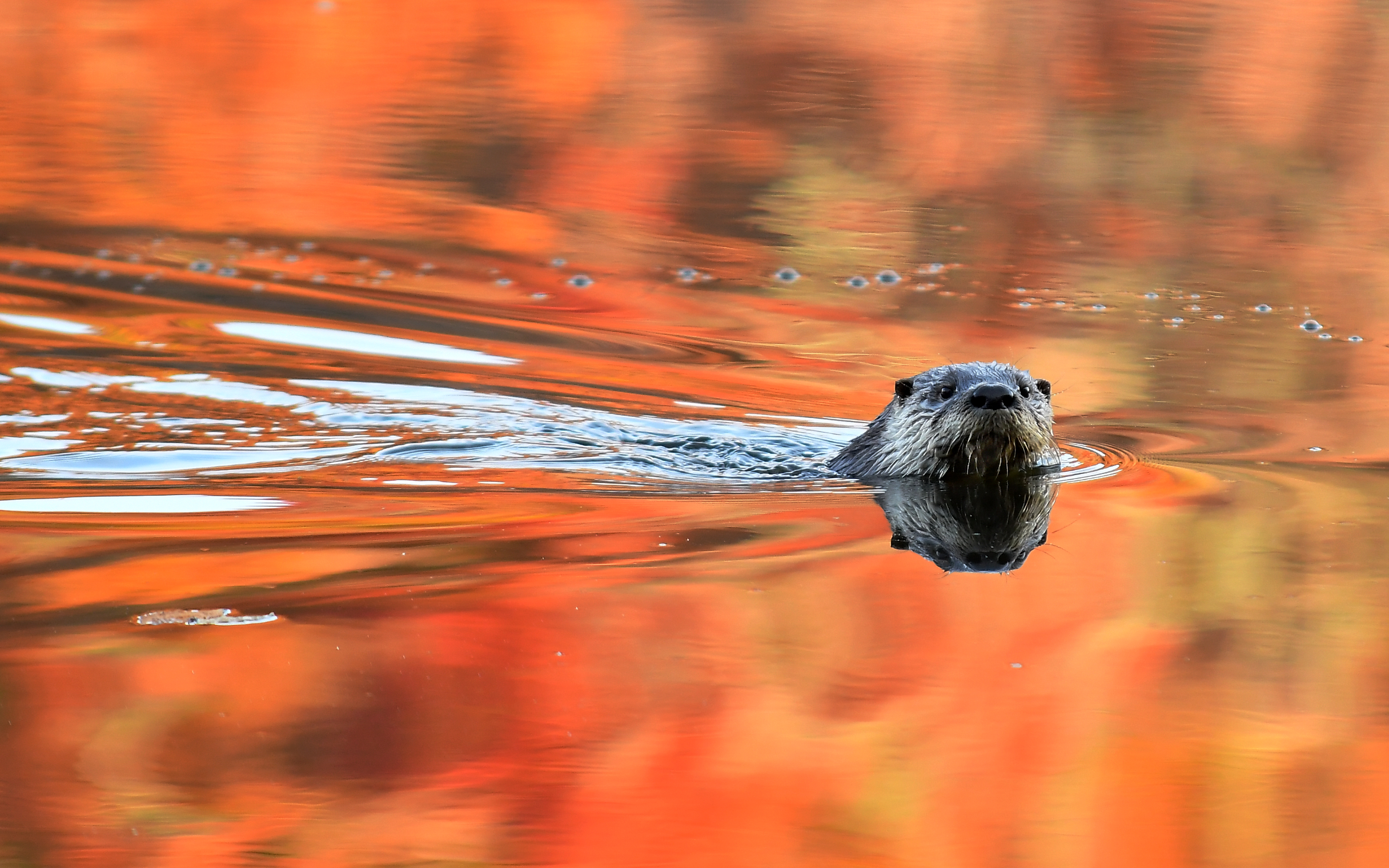 Bark Camp Otter